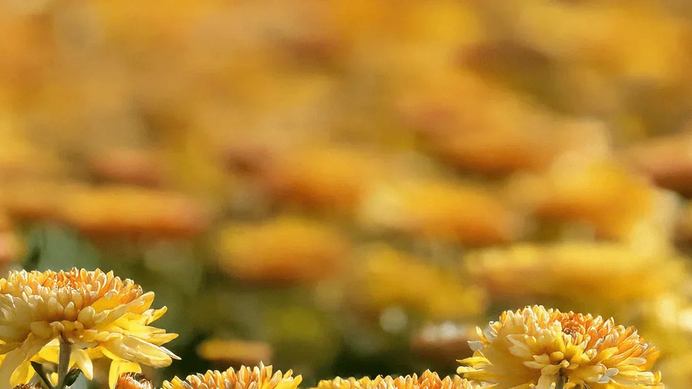 What is My Birth Flower? : November - Chive UK