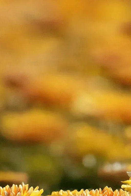 What is My Birth Flower? : November - Chive UK