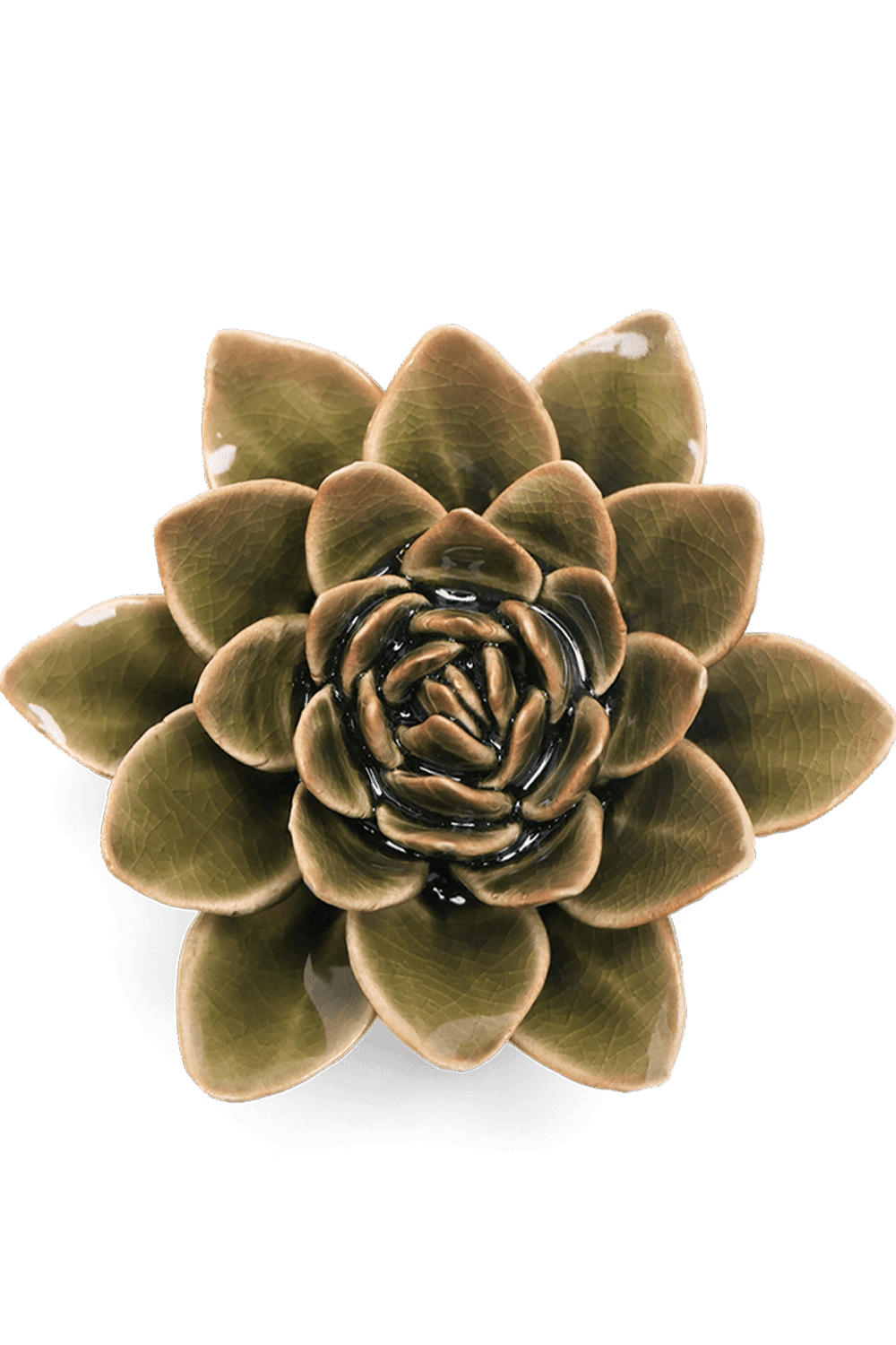 Olive Green Echeveria - Chive UK