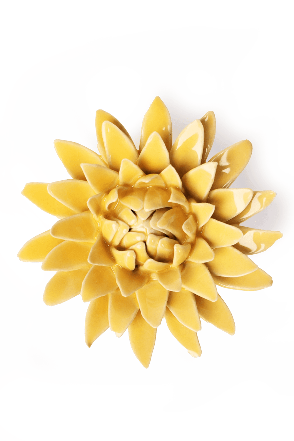 Burnt Yellow Strawflower - Chive UK