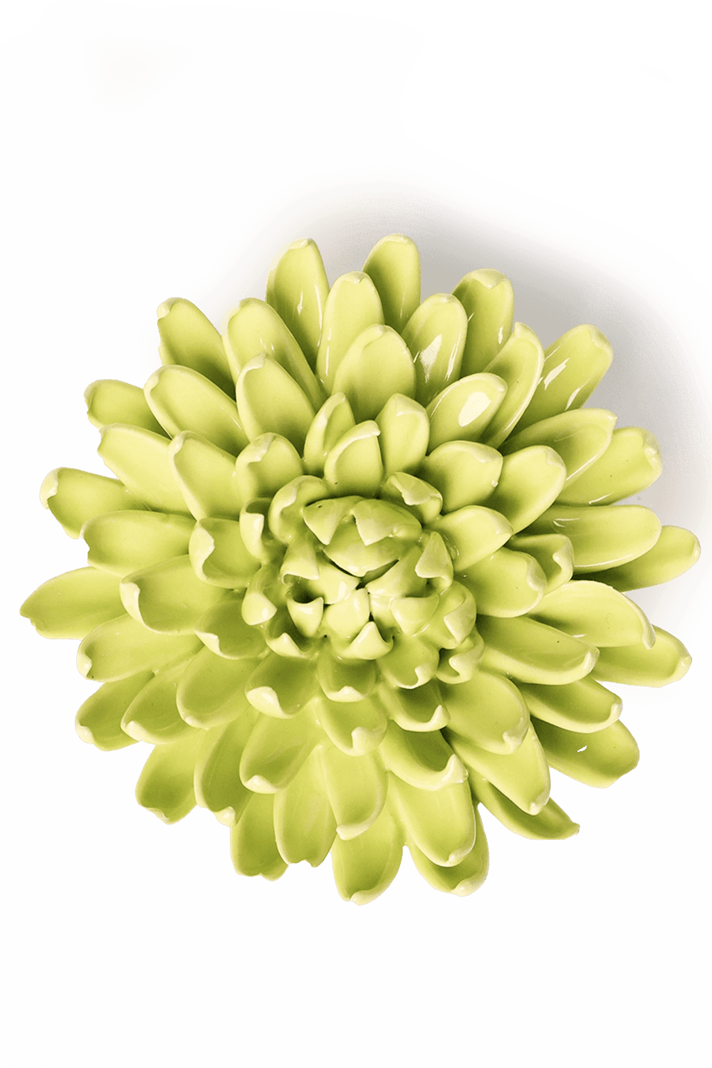 Yellow Green Pompom Mum - Chive UK