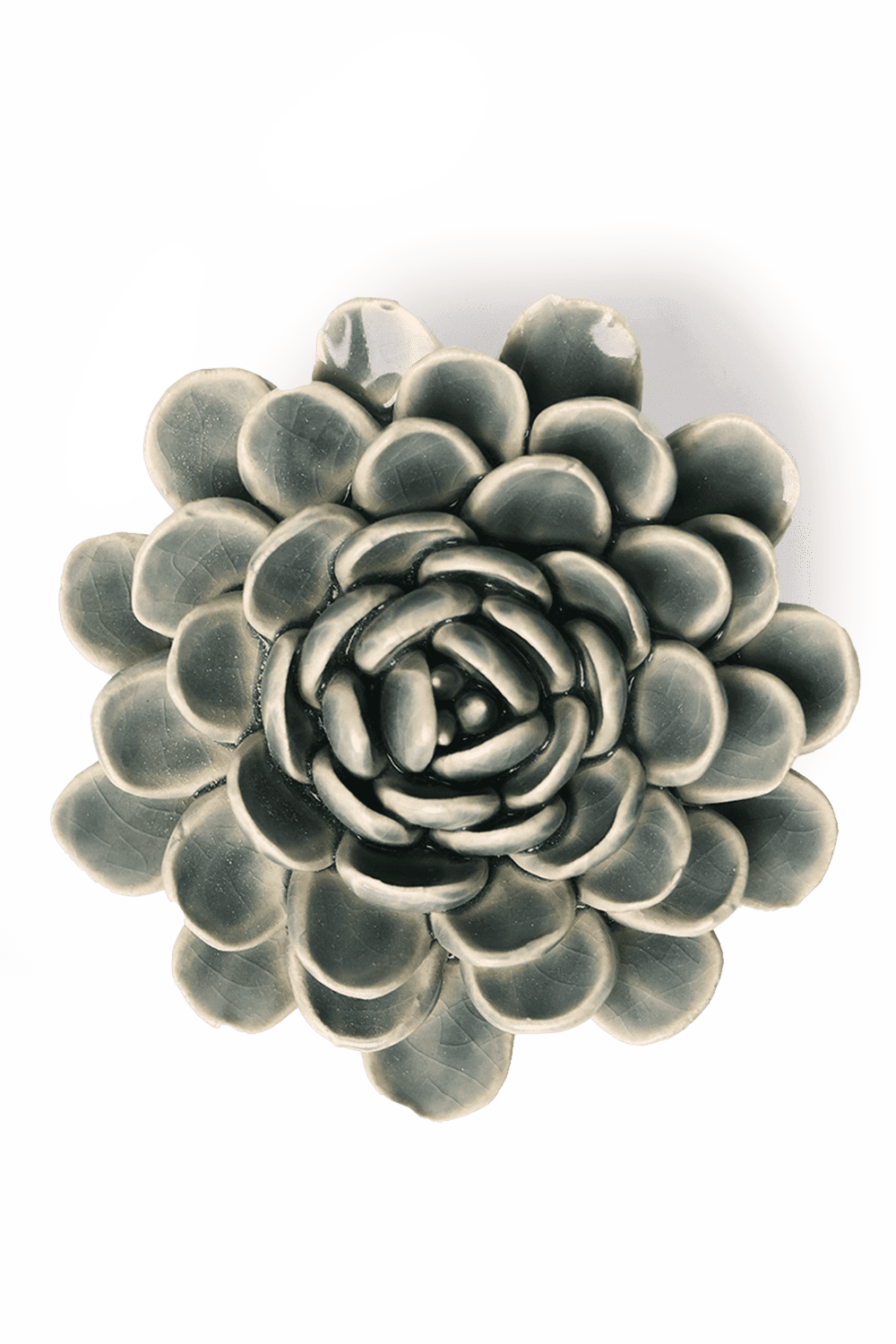 Pewter Blue Zinderella Zinnia - Chive UK