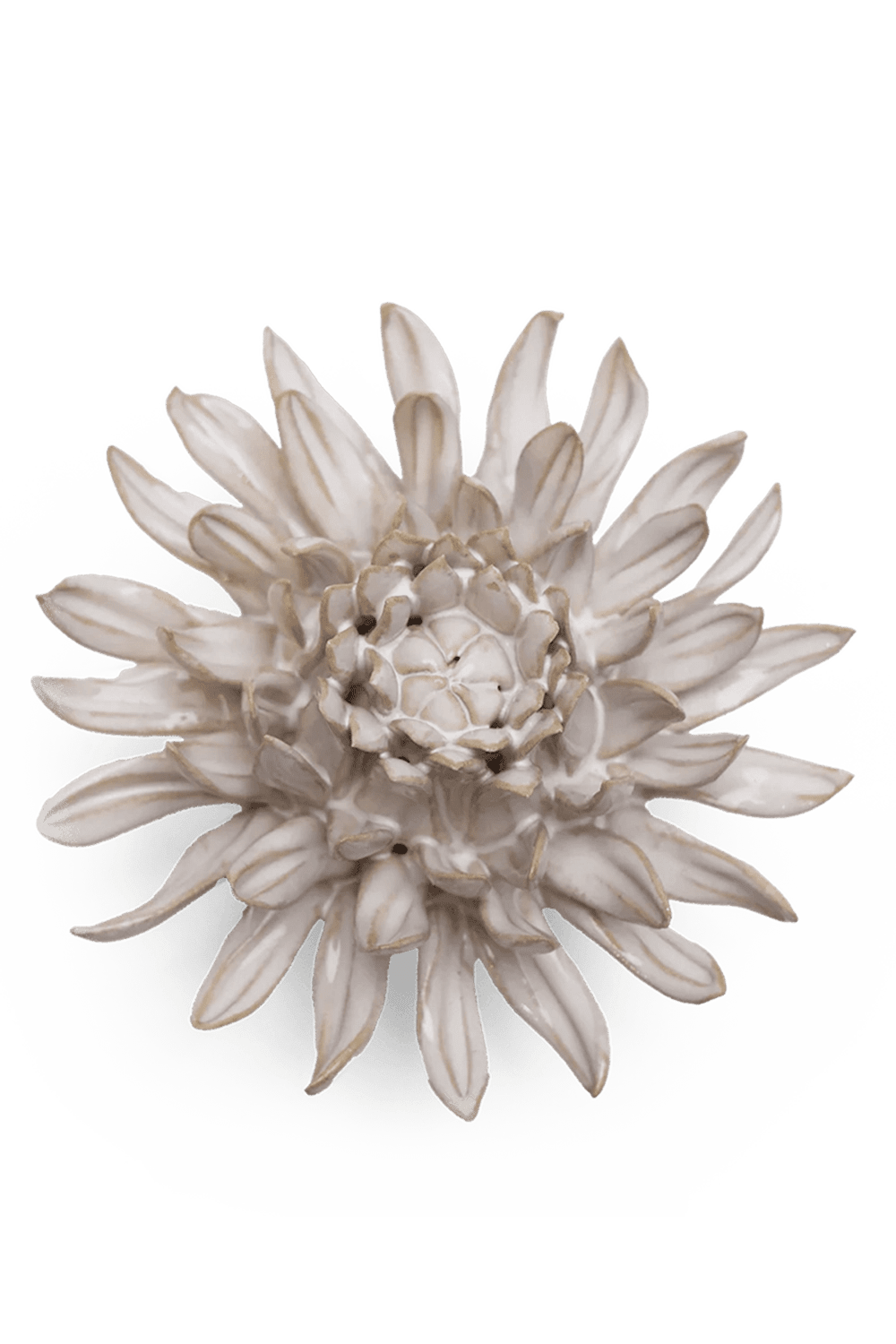 Ivory Spider Mum - Chive UK