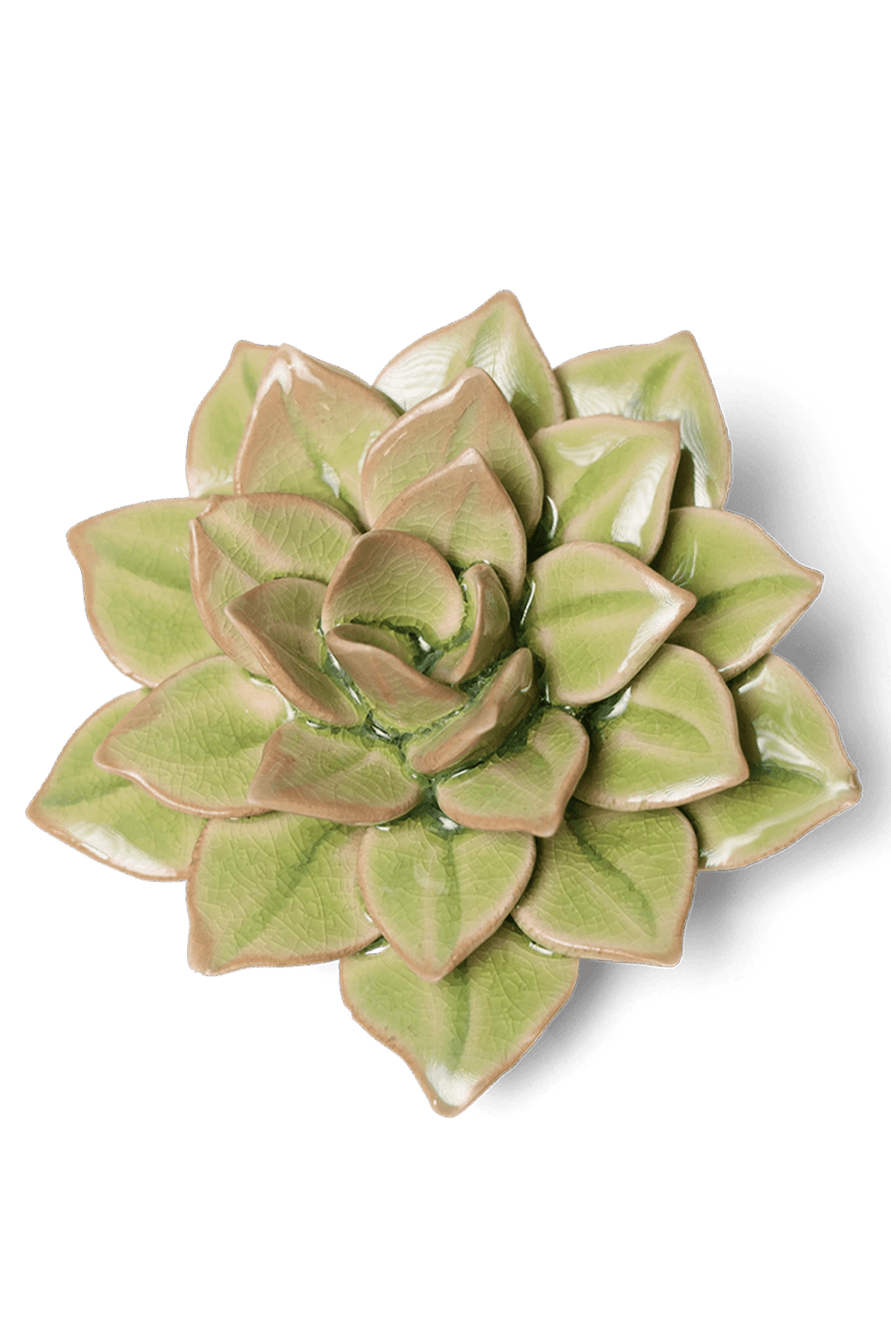Peridot Green Fairy Echeveria - Chive UK