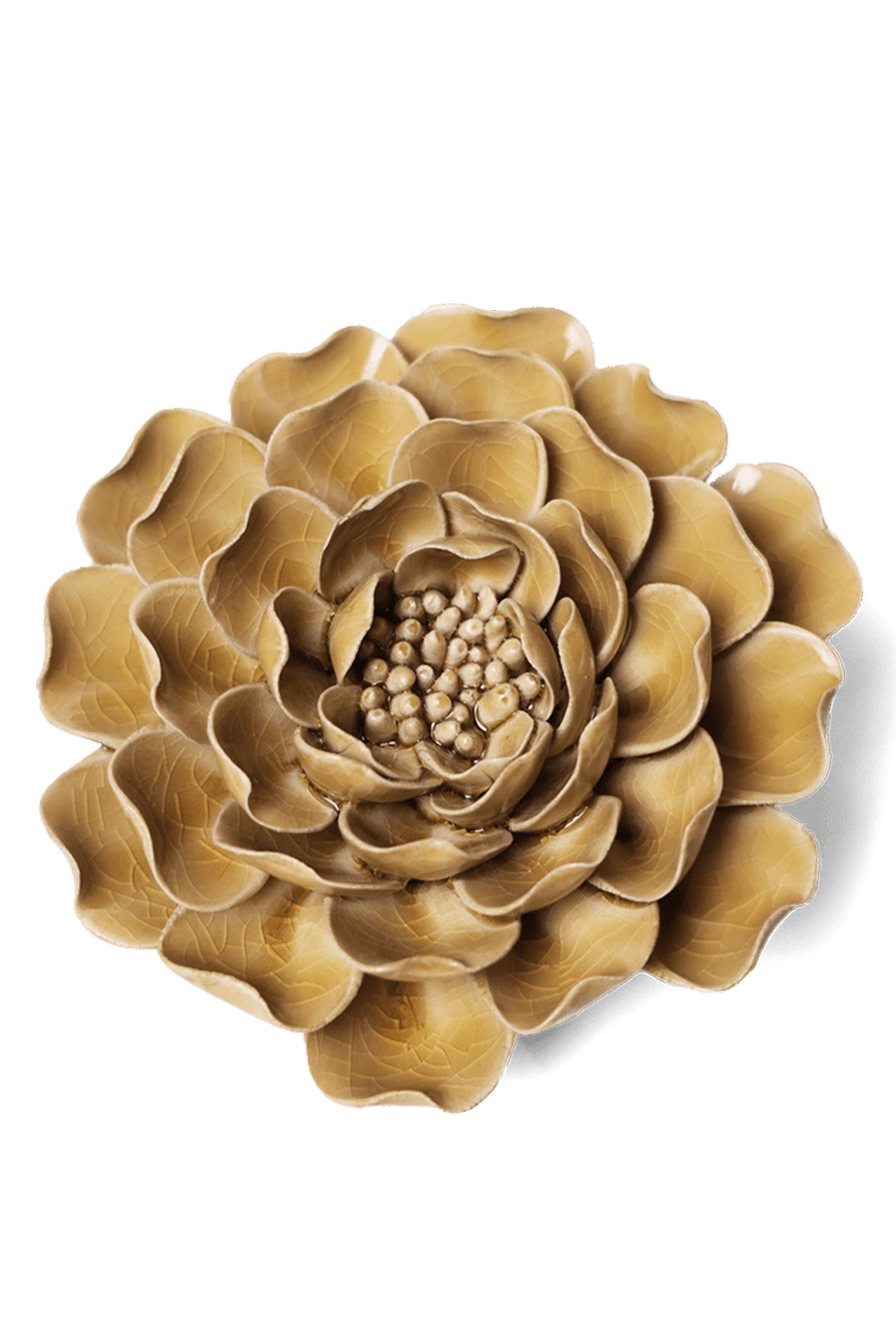 Caramel Charm Peony - Chive UK