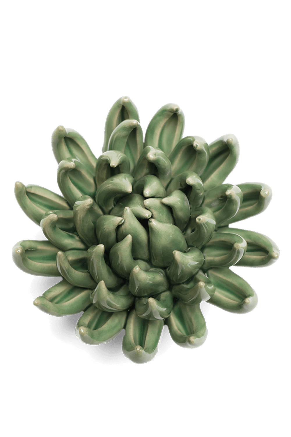 Jade Green Succulent - Chive UK