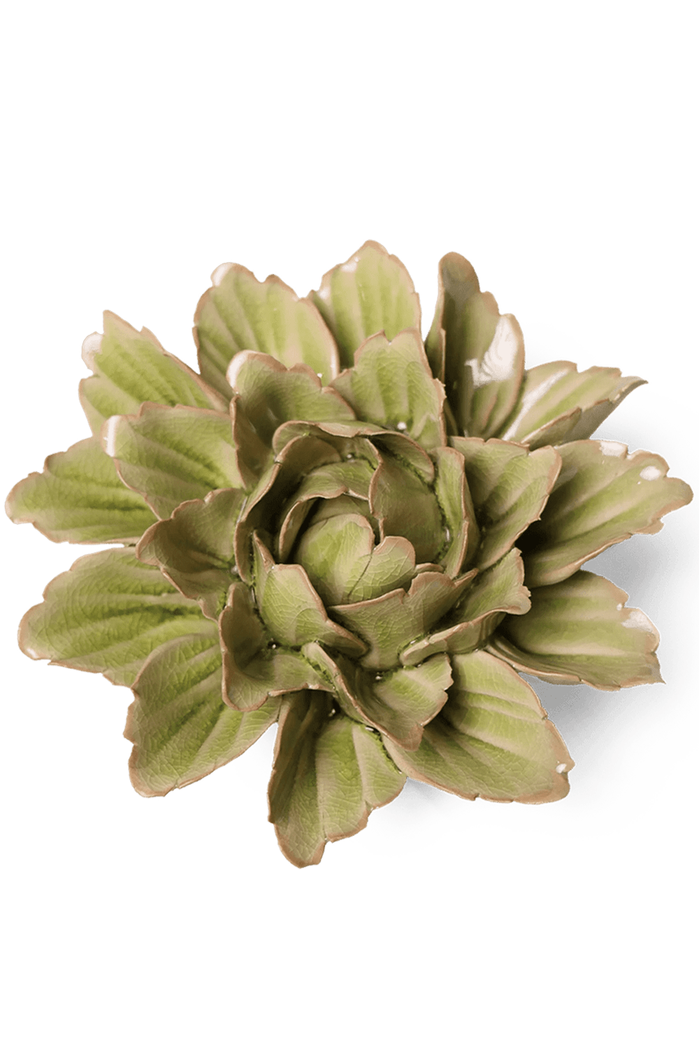 Peridot Sorbet Peony - Chive UK