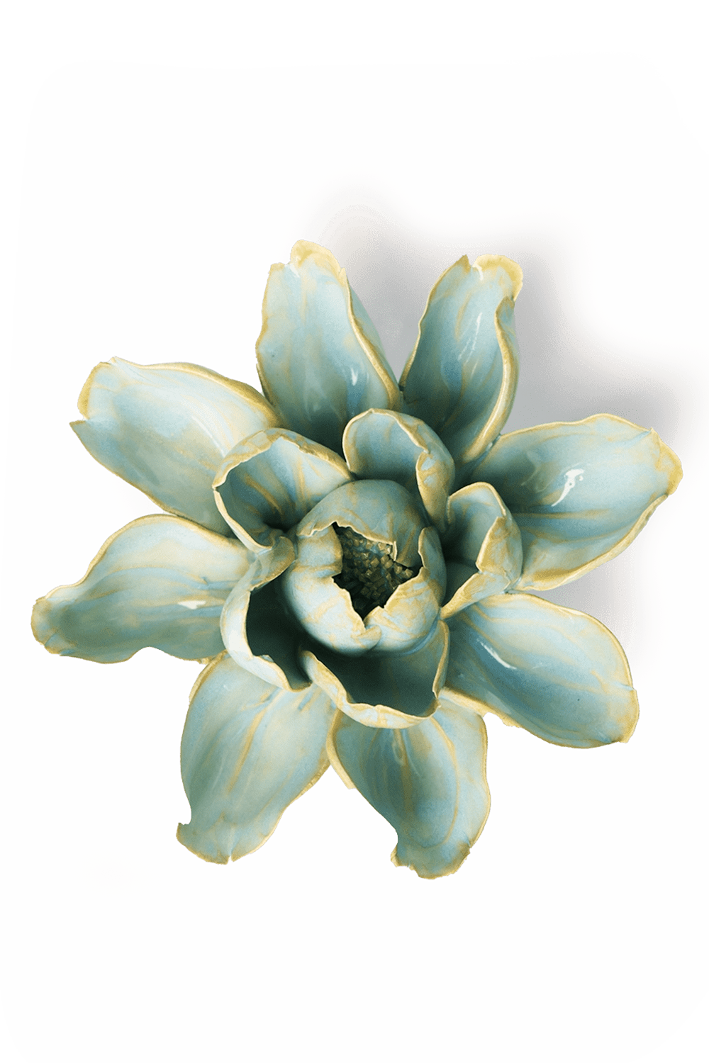 Robin's Egg Blue Aurora Water Lily - Chive UK