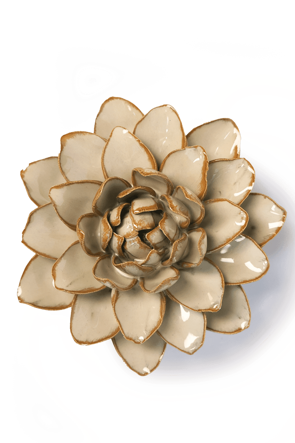 Oatmeal Starbrite Water Lily - Chive UK