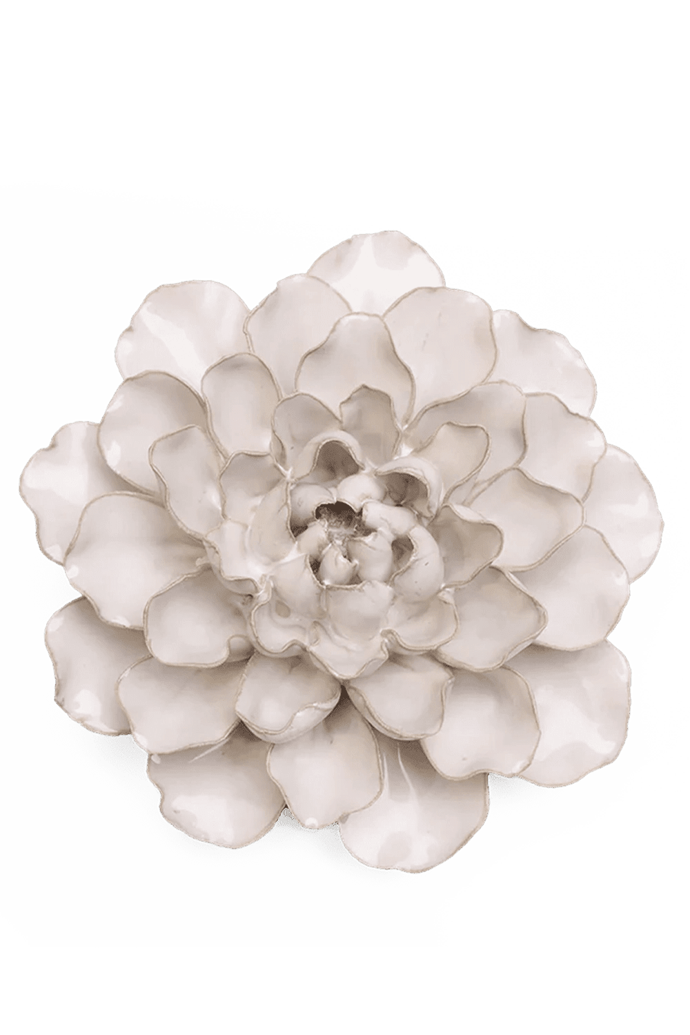 Ivory European Water Lily - Chive UK
