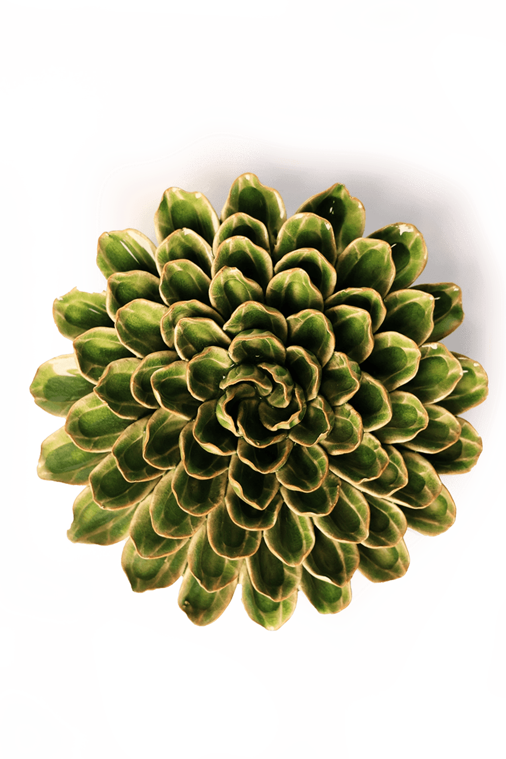 Avocado Green Unicorn Zinnia - Chive UK