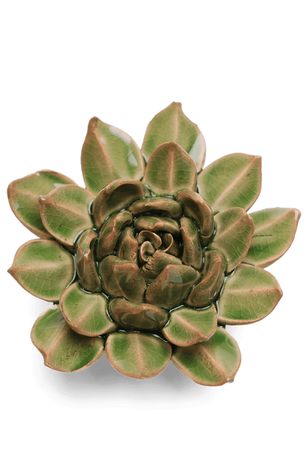 Avocado Green Firecracker Succulent - Chive UK