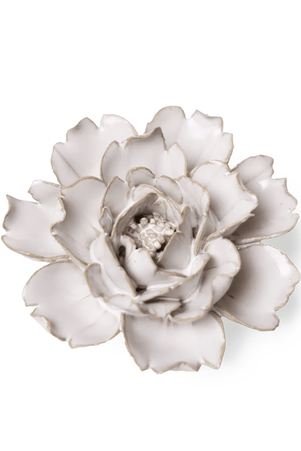 Ivory Rose - Chive UK