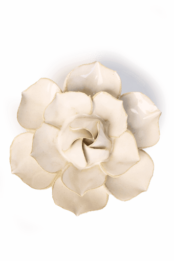 Ivory Daffodil - Chive UK