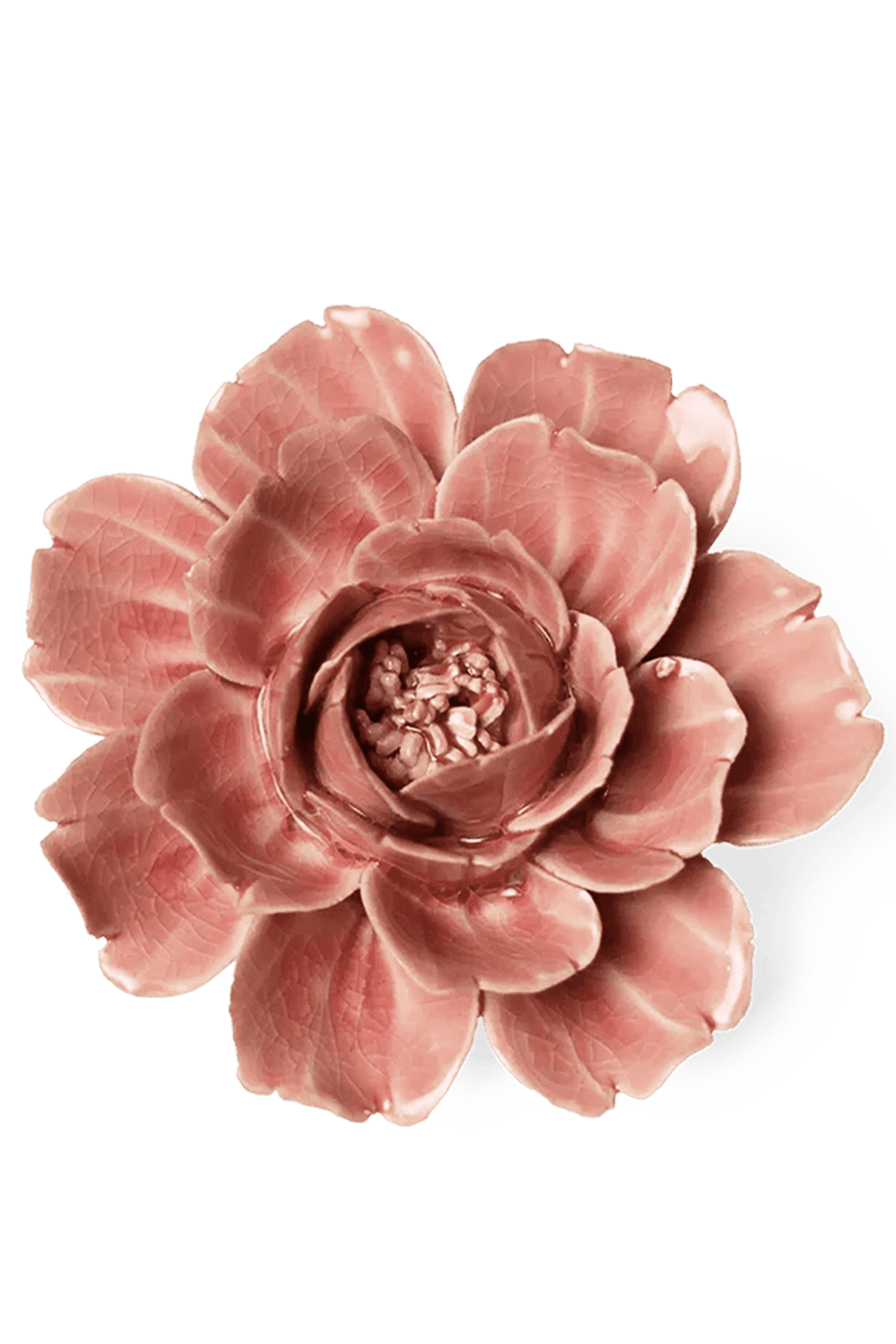 Champagne Pink Rose - Chive UK
