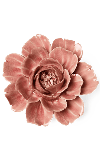 Champagne Pink Rose - Chive UK