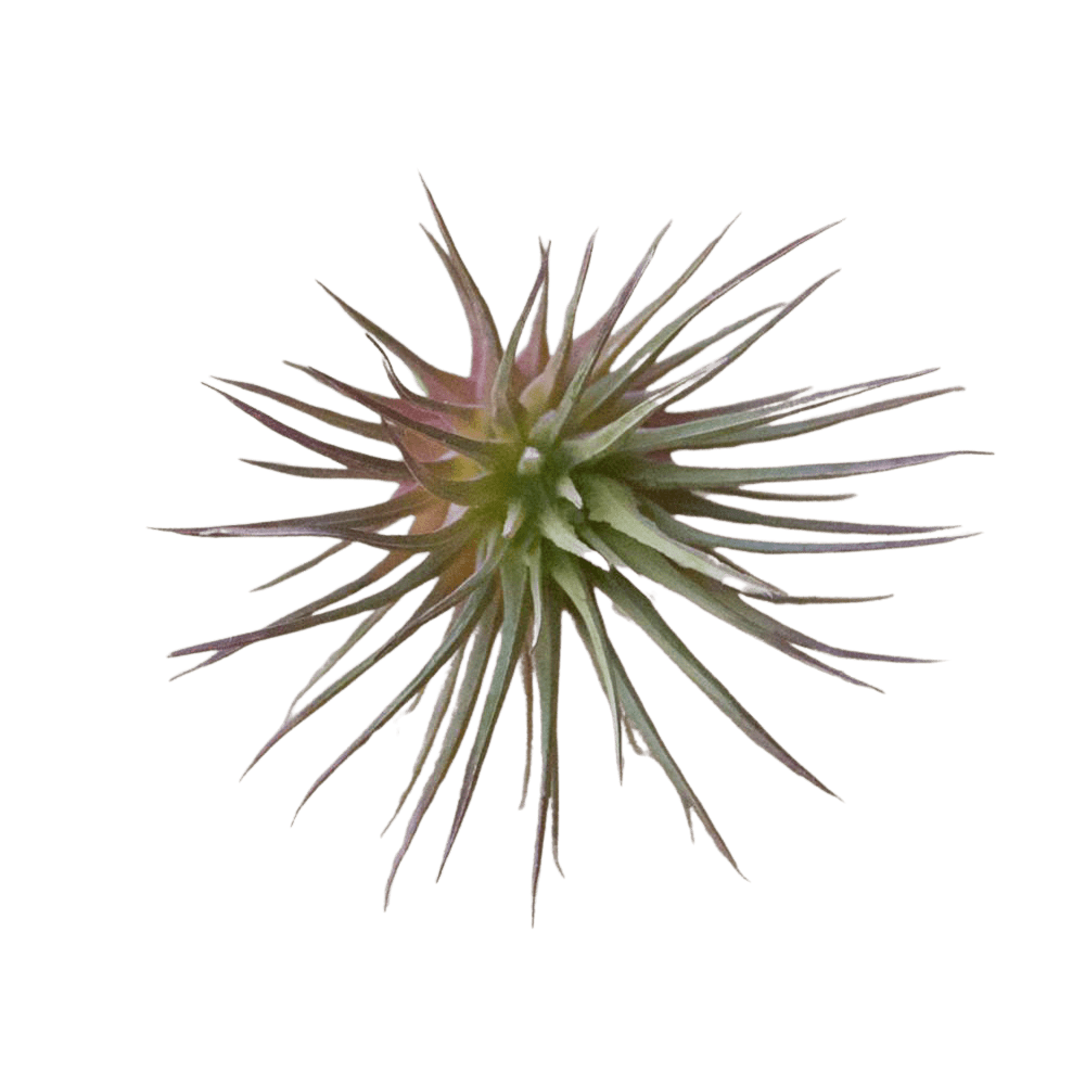 Air Plant Fake Lifelike Realistic Unkillable! - Chive UK
