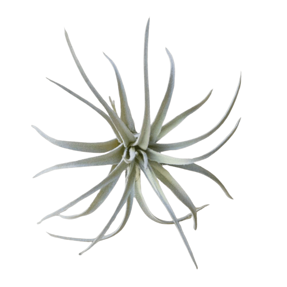 Air Plant Fake Lifelike Realistic Unkillable! - Chive UK