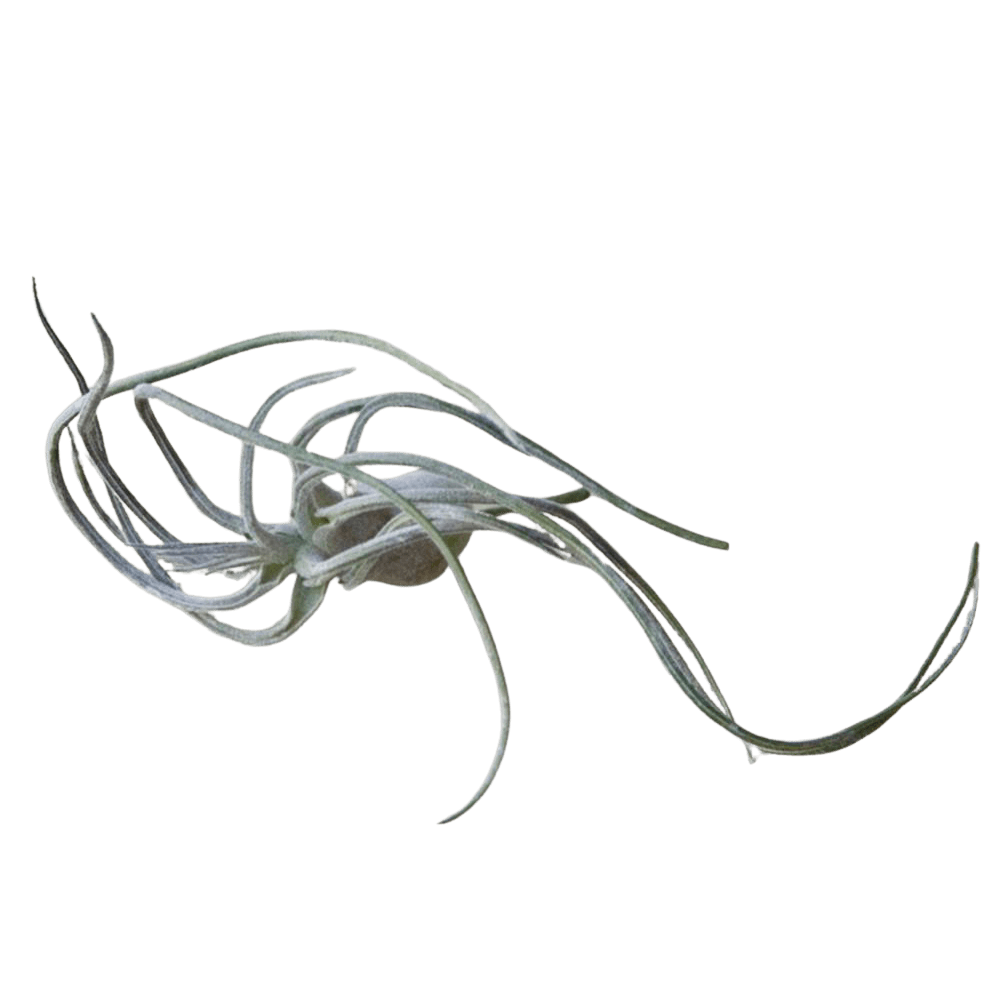 Air Plant Fake Lifelike Realistic Unkillable! - Chive UK