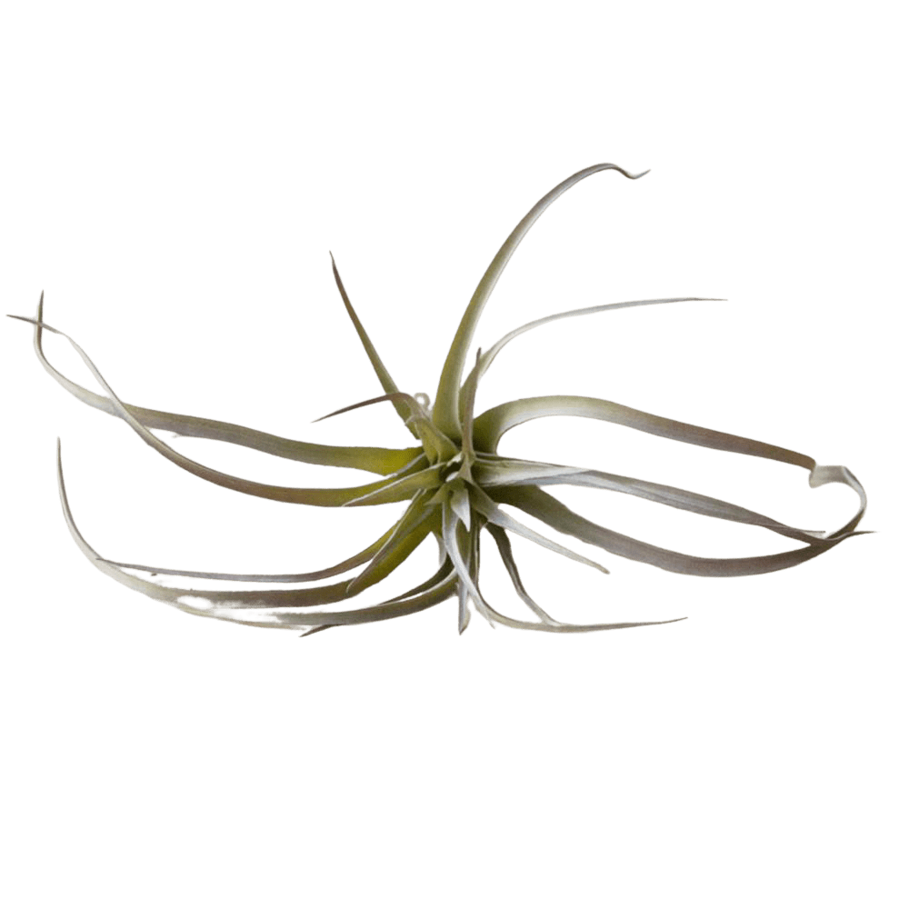 Air Plant Fake Lifelike Realistic Unkillable! - Chive UK