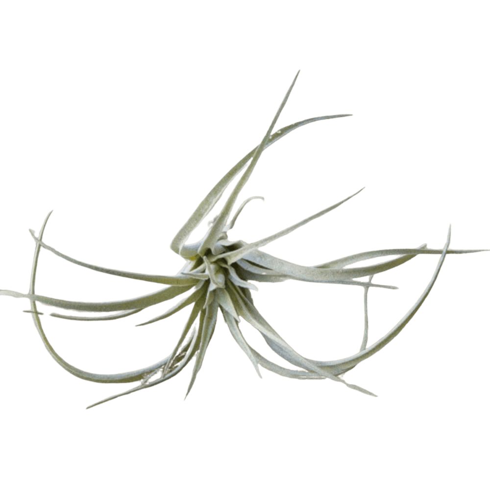 Air Plant Fake Lifelike Realistic Unkillable! - Chive UK