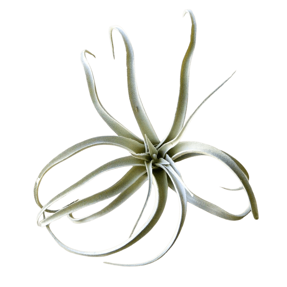 Air Plant Fake Lifelike Realistic Unkillable! - Chive UK