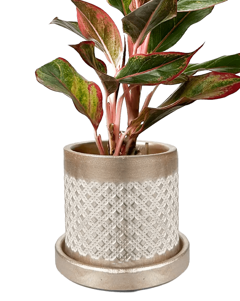 Balter Ceramic Pot And Saucer Set - Chive UK