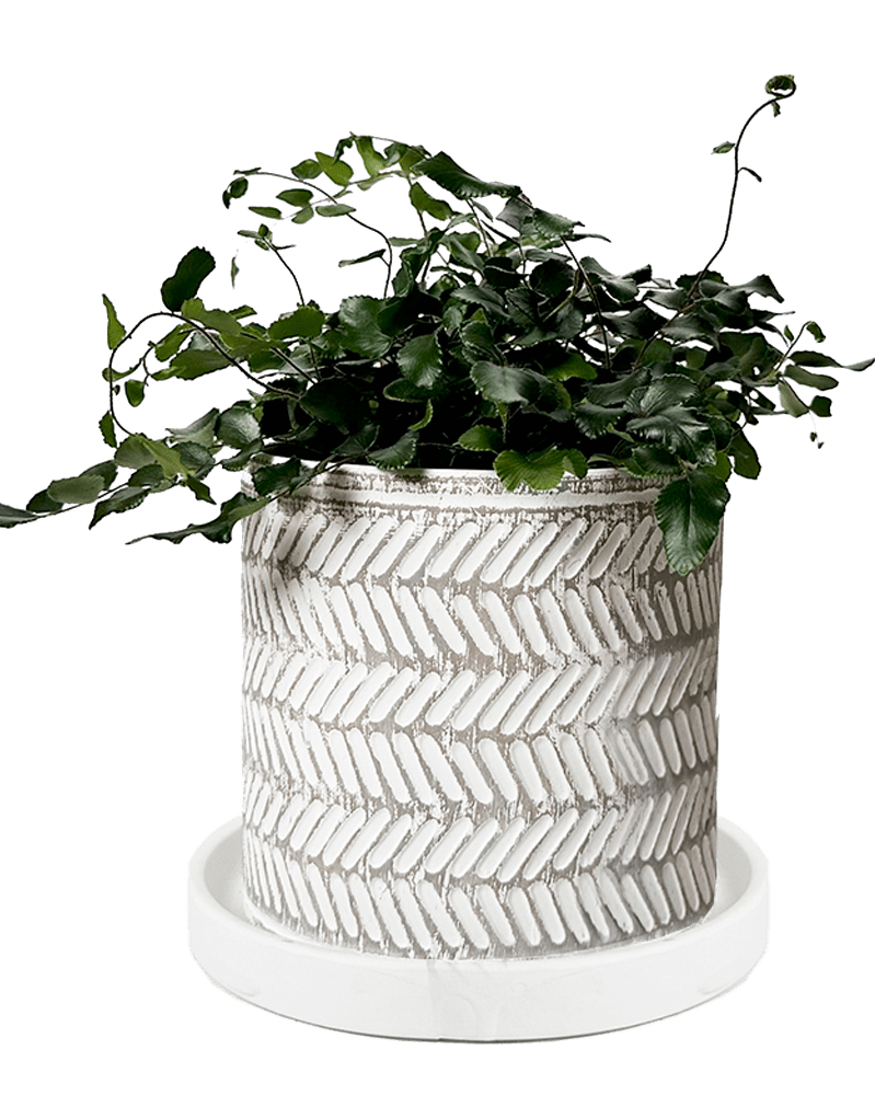 Balter Ceramic Pot And Saucer Set - Chive UK