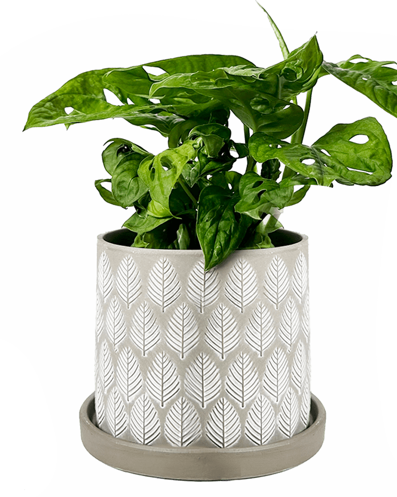 Balter Ceramic Pot And Saucer Set - Chive UK