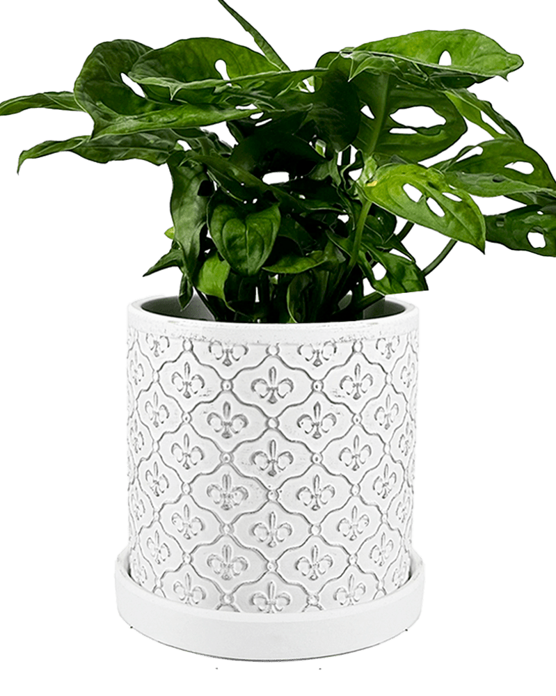 Balter Ceramic Pot And Saucer Set - Chive UK