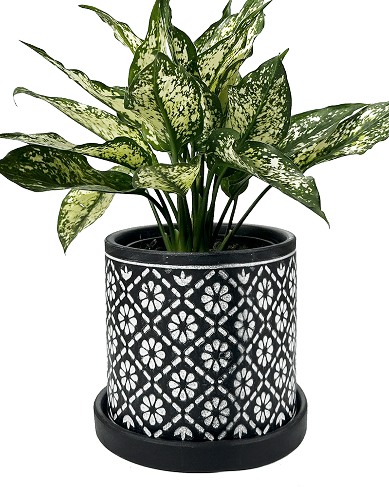 Balter Ceramic Pot And Saucer Set - Chive UK