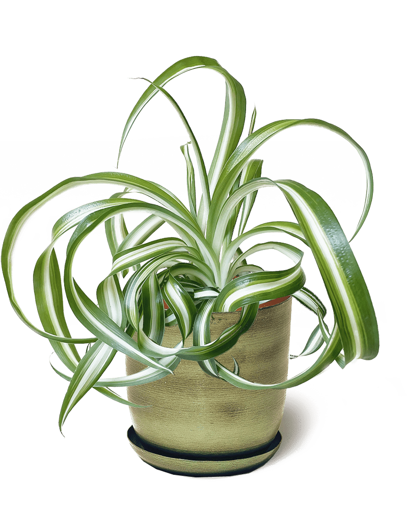 Joe Metal Pot With Drainage Hole - Chive UK