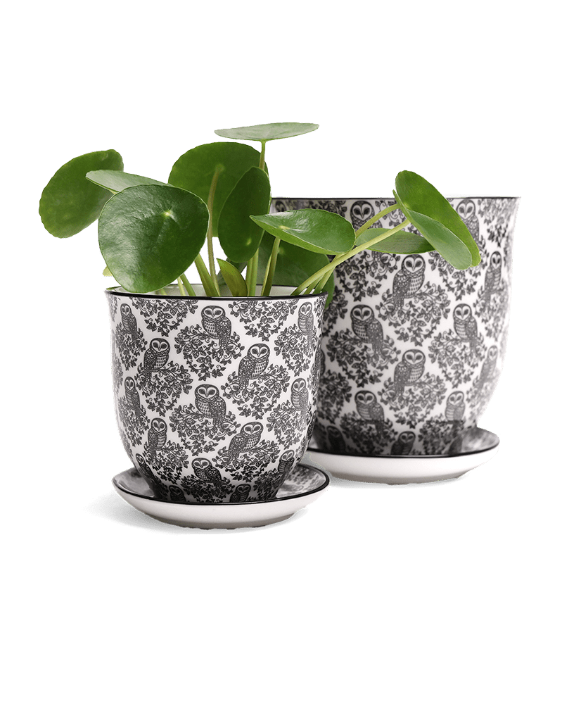 Liberte Porcelain Pot And Saucer Set With Drainage - Chive UK