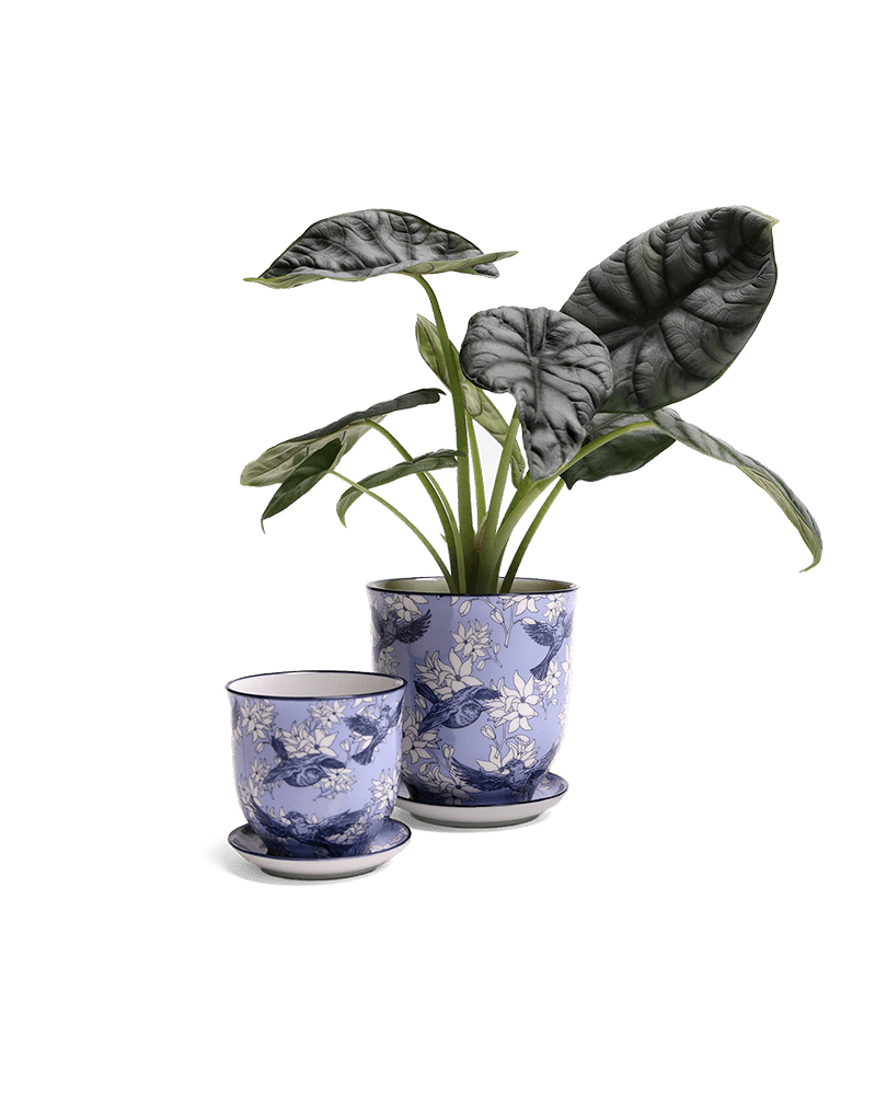 Liberte Porcelain Pot And Saucer Set With Drainage - Chive UK