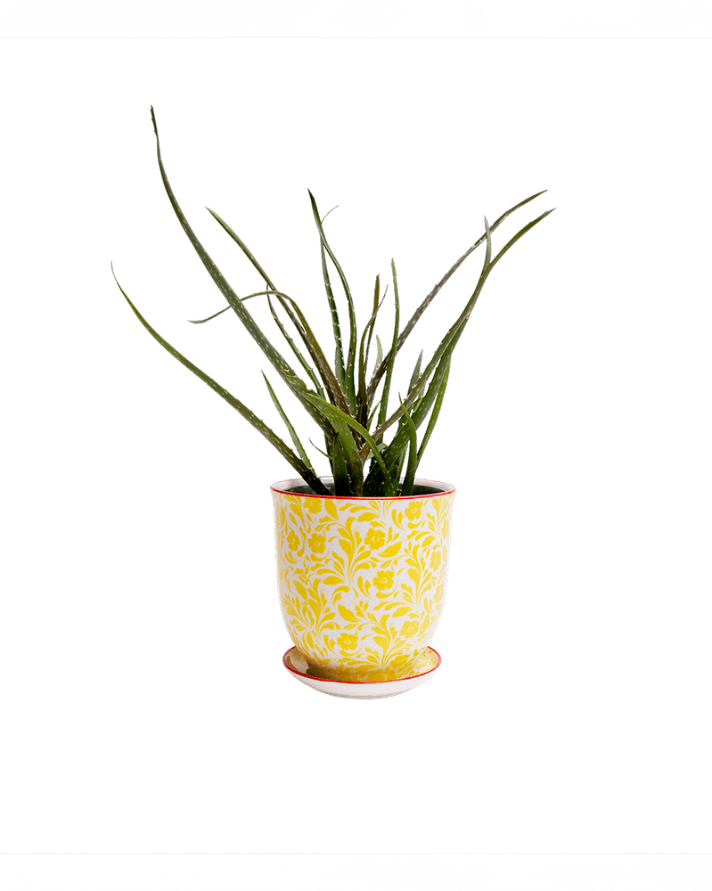 Liberte Porcelain Pot And Saucer Set With Drainage - Chive UK