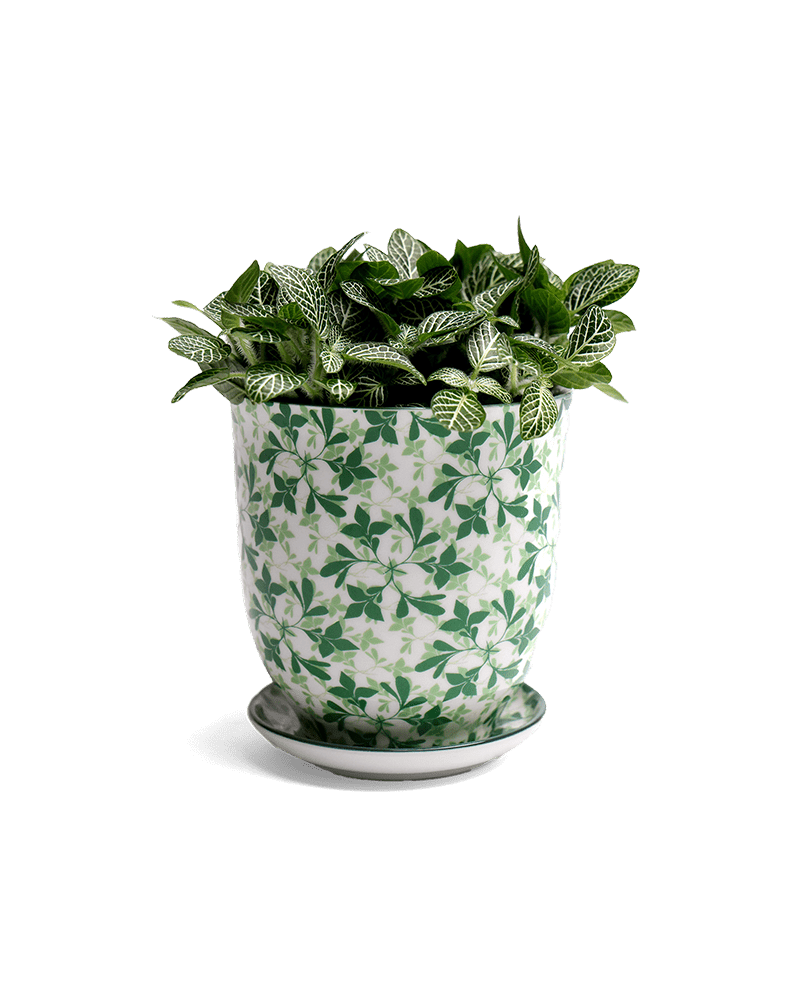 Liberte Porcelain Pot And Saucer Set With Drainage - Chive UK