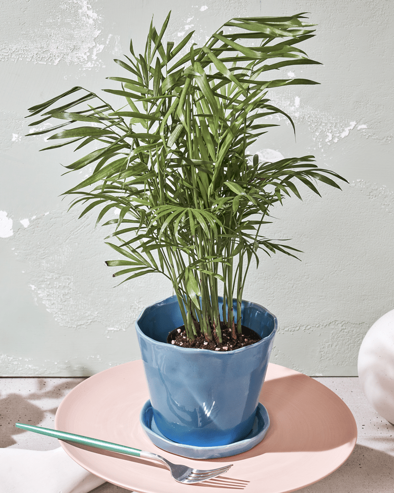 Tika Ceramic Pot & Saucer Set With Drainage - Chive UK