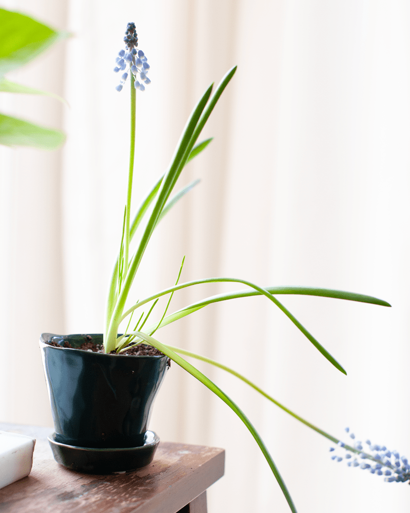 Tika Ceramic Pot & Saucer Set With Drainage - Chive UK