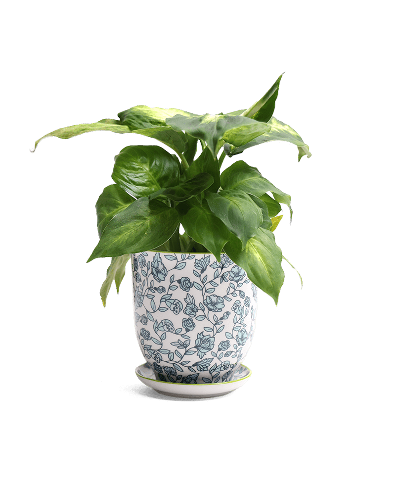 Liberte Porcelain Pot And Saucer Set With Drainage - Chive UK
