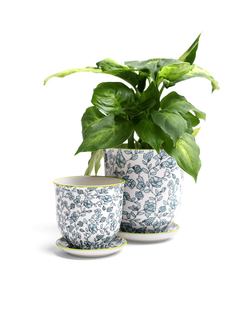 Liberte Porcelain Pot And Saucer Set With Drainage - Chive UK