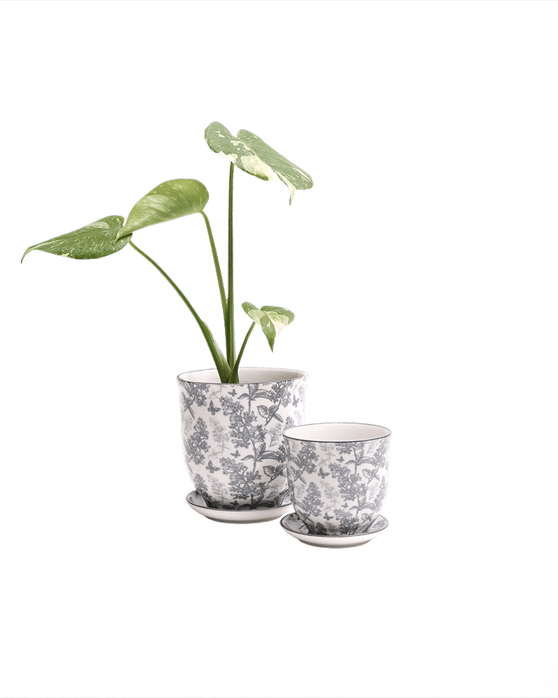 Liberte Porcelain Pot And Saucer Set With Drainage - Chive UK