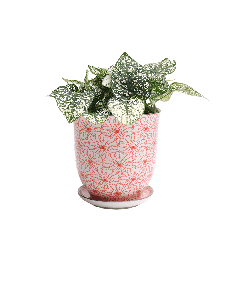 Liberte Porcelain Pot And Saucer Set With Drainage - Chive UK