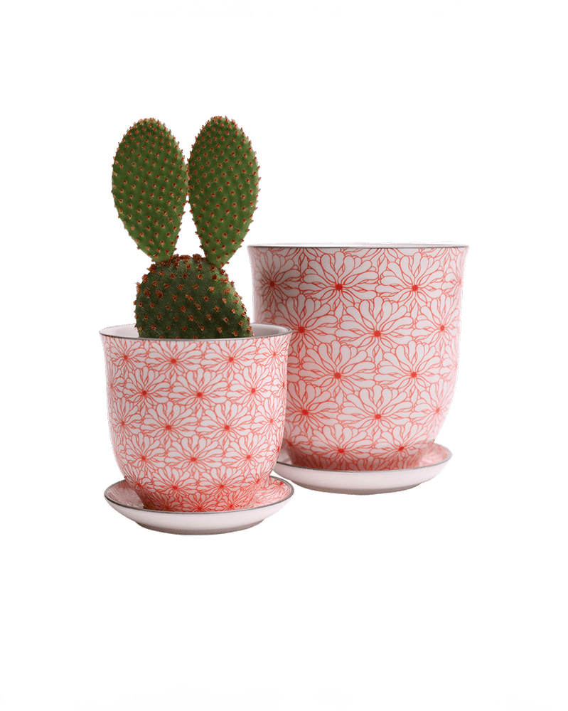 Liberte Porcelain Pot And Saucer Set With Drainage - Chive UK