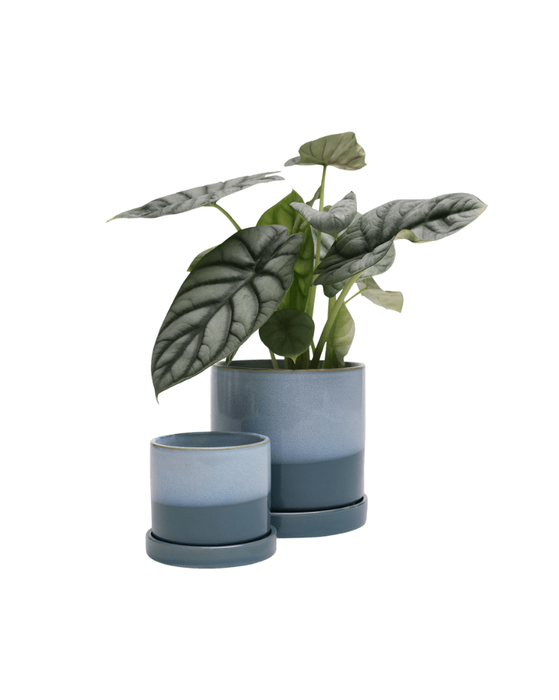 Minute Ceramic Pot And Saucer Set With Drainage - Chive UK