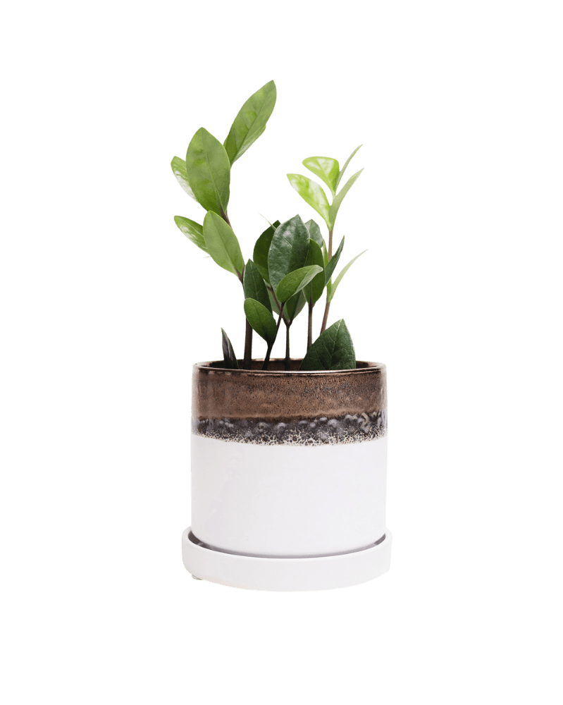 Minute Ceramic Pot And Saucer Set With Drainage - Chive UK