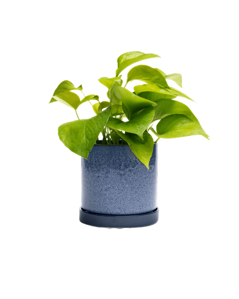 Minute Ceramic Pot And Saucer Set With Drainage - Chive UK