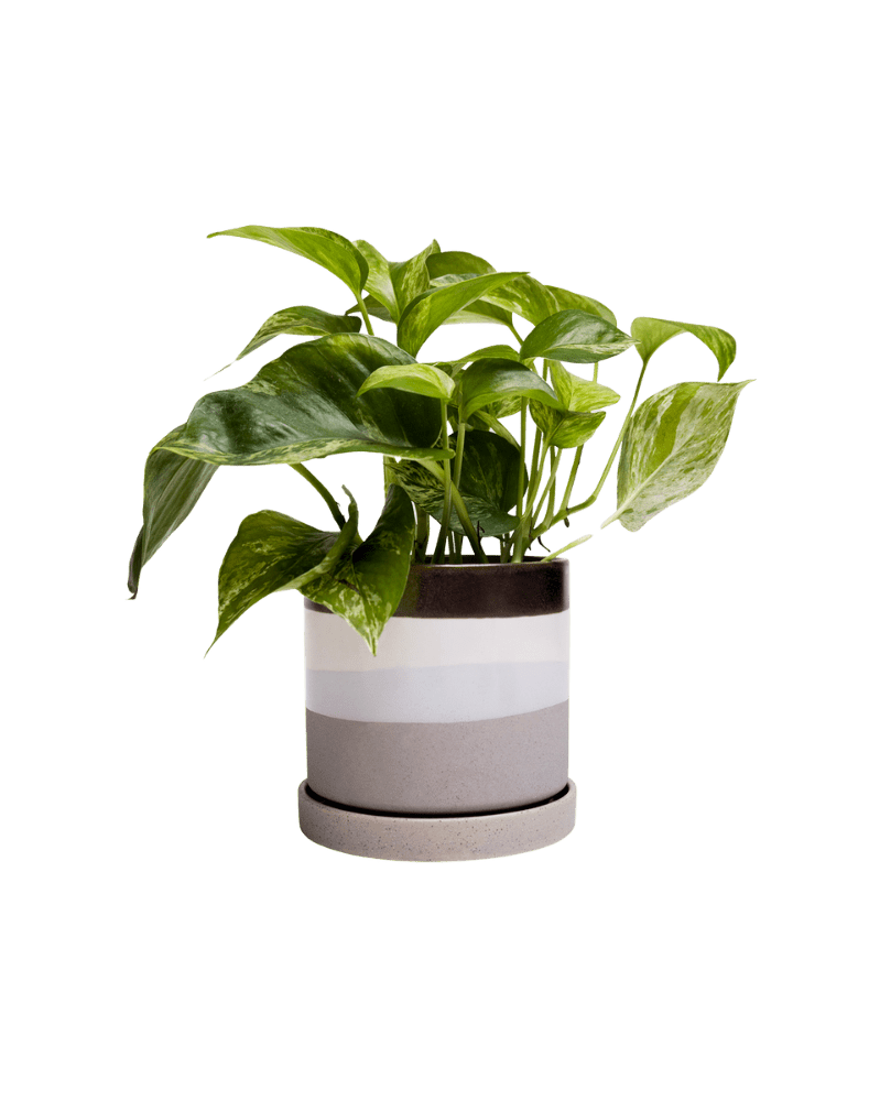 Minute Ceramic Pot And Saucer Set With Drainage - Chive UK