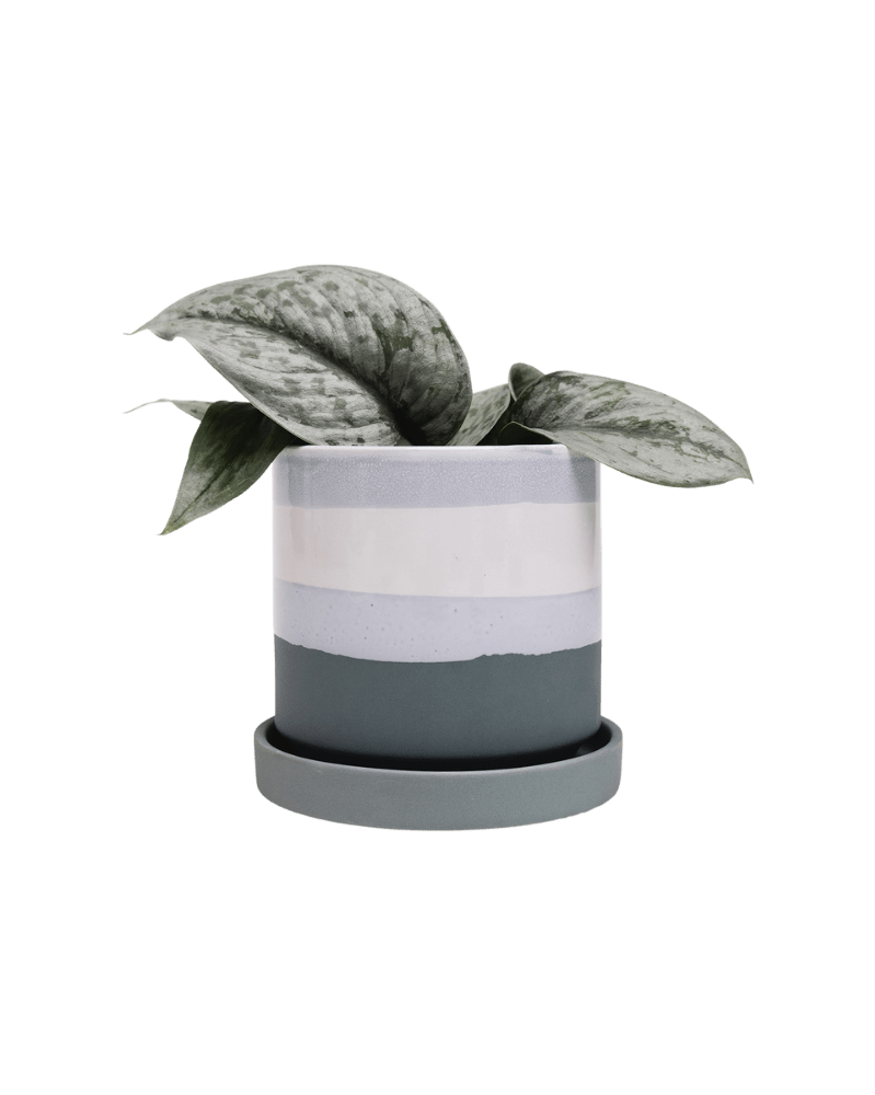 Minute Ceramic Pot And Saucer Set With Drainage - Chive UK