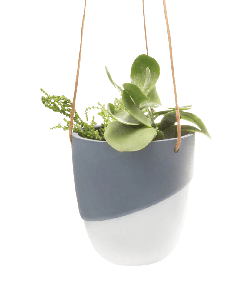 Bobbin Porcelain Modern Hanging Indoor Plant Pot - Chive UK