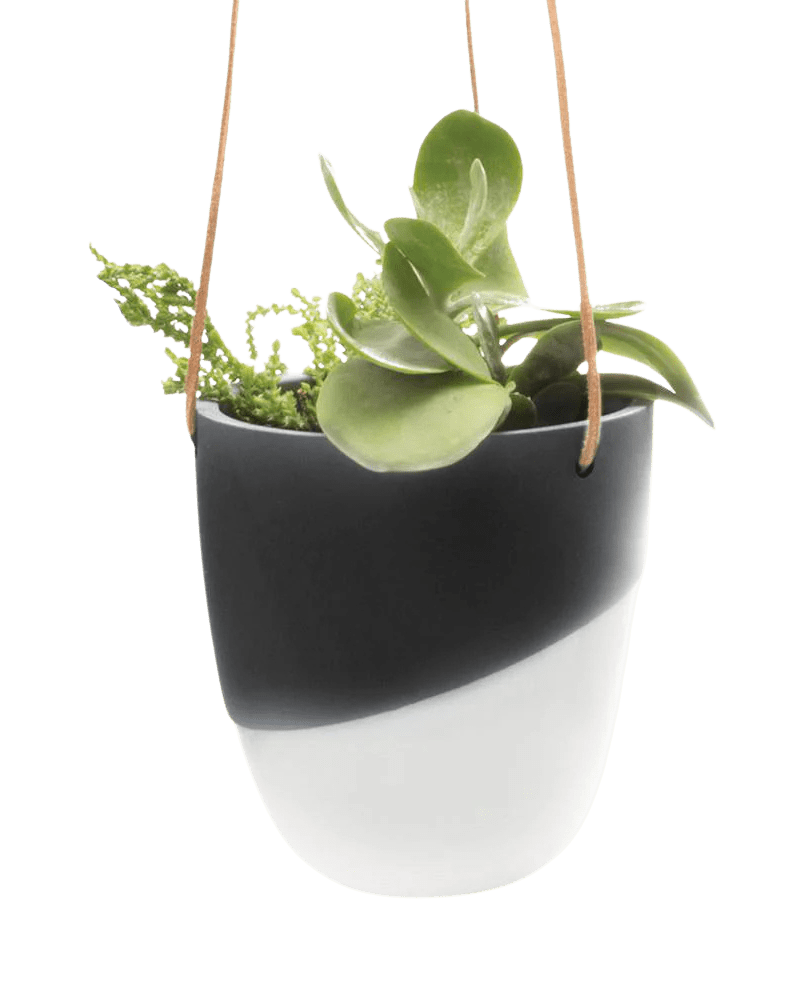 Bobbin Porcelain Modern Hanging Indoor Plant Pot - Chive UK